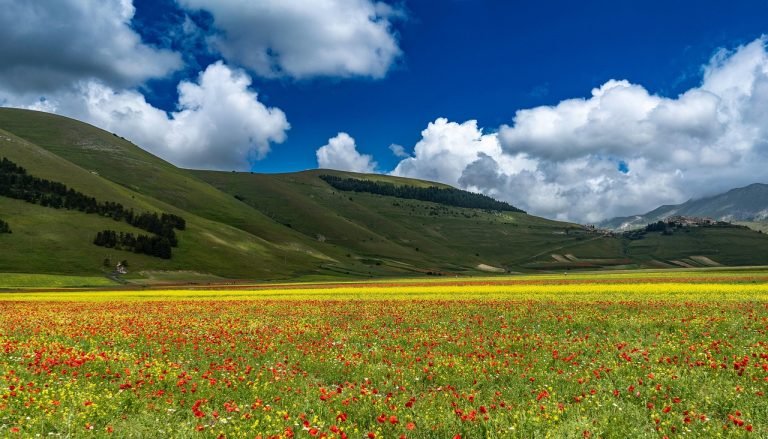 flowers-8106424_1280